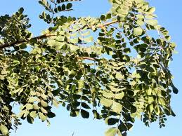 Image result for Albizia antunesiana
