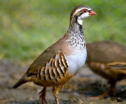 Image result for Alectoris rufa