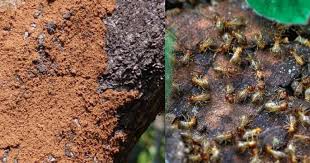 Pest control service in kuala terengganu. Rawatan Mudah Untuk Masalah Pokok Yang Diserang Anai Anai Impiana