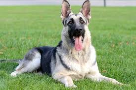 Also the occasional rare wolf masked german shepherds. The Unusual Silver German Shepherd What Should You Know