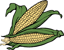 elote vector png transparent images free png images vector psd clipart templates elote vector png transparent images