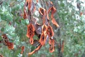 Image result for Acacia podalyriifolia