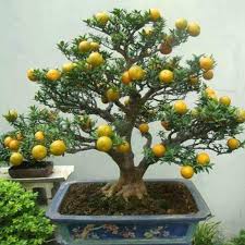 These many pictures of 100 year old bonsai trees for sale list may become your inspiration and informational purpose. Pin On Sandal Flanel