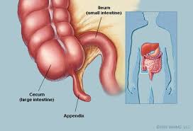 The brain is the boss of your body. Appendix Picture Image On Medicinenet Com