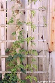 Star jasmine is easy to care for and can pretty much be forgotten about once established. How To Care For The Sweet Pink Jasmine Everybody Loves