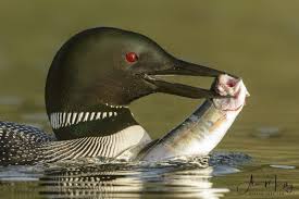 Birds That Lay Eggs On The Ground Ontario Common Loon Birds Pet Birds Aquatic Birds