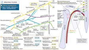 Brachial plexus anatomy differential diagnosis of thoracic the brachial plexus is an arrangement of nerve fibres running from the spine formed by the ventral rami of the lower cervical and upper thoracic nerve roots it includes from above the fifth cervical vertebra to underneath the first. Brachial Plexus Advanced Draw It To Know It