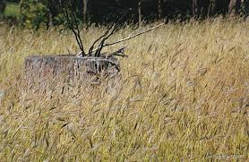 Image result for Dichanthium sericeum