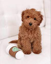 Mini Goldendoodle Puppy In 2021 Mini Goldendoodle Mini Goldendoodle Puppies Goldendoodle Puppy