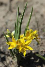 Image result for Hypoxis