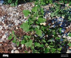 Image result for Chenopodium opulifolium