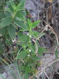 Image result for Spermacoce latituba