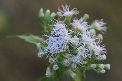 Image result for Ceratotheca integribracteata