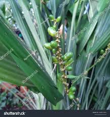 Image result for Dracaena aubryana