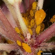 Image result for Sphaeropsis tumefaciens oleander symptoms