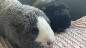 It can be alarming for some guinea pig owners if they find their guinea pigs are shaking/shivering. Blind Guinea Pig And Guide Sister In Hunt For New Home After Rspca Take Them In Uk News Sky News