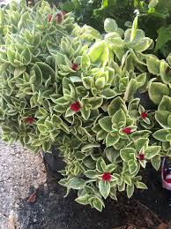 Image result for Eriosema pentaphyllum