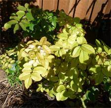 Check spelling or type a new query. Question And Answer December 2009 Neil Sperry S Gardens