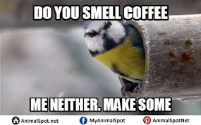 Funny Bird Memes Funny Bird Pictures Funny Cartoon Memes Funny Birds