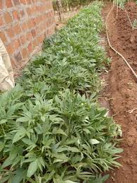 Image result for Ipomoea heterotricha