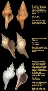 Femorale Shells No Twitter Triplofusus Giganteus Kiener 1840 The Florida Horse Conch Florida S State Shell Https T Co Tkxdpekpfi Florida Conch Gastropod Fasciolariid Molllusc Https T Co P9gxjgyhnz Twitter
