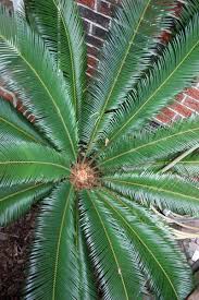 Image result for Cycas