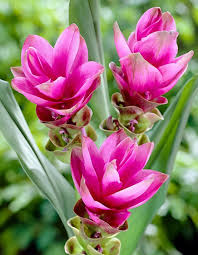 Safranwurz Kurkuma Pflanze Kurkuma Pflanze Seltene Blumen Exotische Blumen