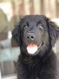 We did not find results for: The Black Golden Retrievers Official Golden Retriever