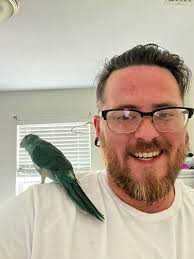 Kakariki compatibility with love birds in aviary