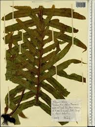 Image result for Drynaria volkensii