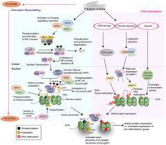 Kelapa muda 01 cecak kawin tentara : Frontiers The Interplay Between Immune Response And Bacterial Infection In Copd Focus Upon Non Typeable Haemophilus Influenzae Immunology