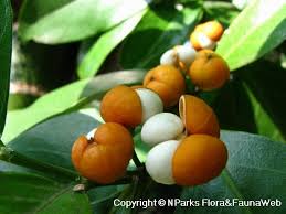 Image result for Suregada