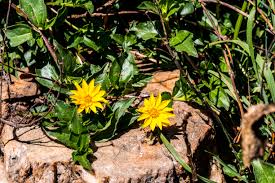 Image result for Aspilia natalensis