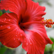 Learn 50 flowers names in english. 25 Most Beautiful Red Flowers