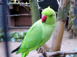 Green Bird With Red Ring Around Neck Green Parrots Wallpaper Parrot Wallpaper Parrot Parakeet