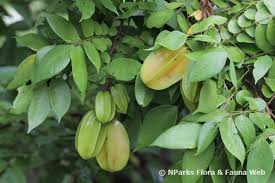 Image result for Averrhoa carambola