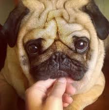 Keep Your Chin Up Puppy Eyes Baby Pugs Cute Pugs Pugs