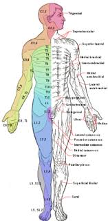 Lumbar Nerve Pain Chart Wiring Diagrams