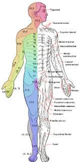 Lumbar Nerve Pain Chart Wiring Diagrams