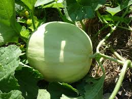 Tembikai susu 6 hari dalam semaian. Penanaman Pokok Tembikai Susu Menggunakan Baja Organik Baja Kompos