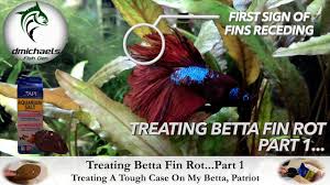 Poor water quality, physical injury treatment: Treating Betta Fin Rot Part 1 Treating A Tough Case Of Fin Rot On My Betta Patriot Youtube