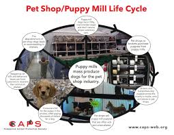 We have all kinds of animals such as puppies, kittens, bunnies, hamsters, fish, reptiles, chinchillas, and birds! Petshopindustry Hashtag On Twitter