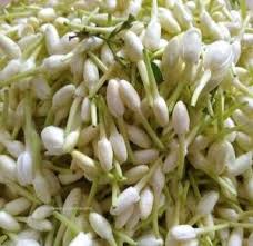 Check spelling or type a new query. Indian Loose Flowers Page 2 Jasmine Flowers