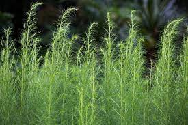 Asparagus plants are dioicous, meaning they are either male or female. When To Cut Back Asparagus Top Pruning Tips