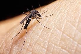 Maybe you would like to learn more about one of these? How To Kill Asian Tiger Mosquitoes 8 Steps