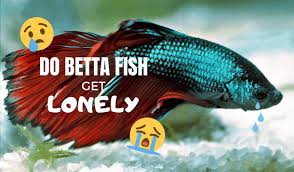 The signs of a happy male betta. Do Betta Fish Get Lonely And What To Do About It