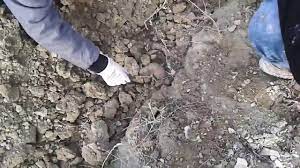 Kostebek Gozleri Olmadan Topragi Nasil Kazip Yuvasini Buldu Youtube
