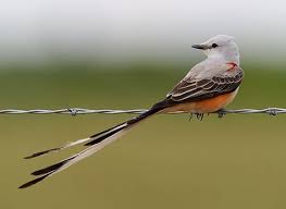 Grey Bird With White Stripes On Wings And Tail Oklahoma State Scissortail Flycatcher Bird Backyard Birds Flycatcher Bird Pictures