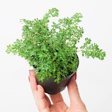 Image result for Pilea microphylla