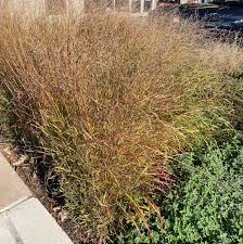 Image result for Panicum novemnerve
